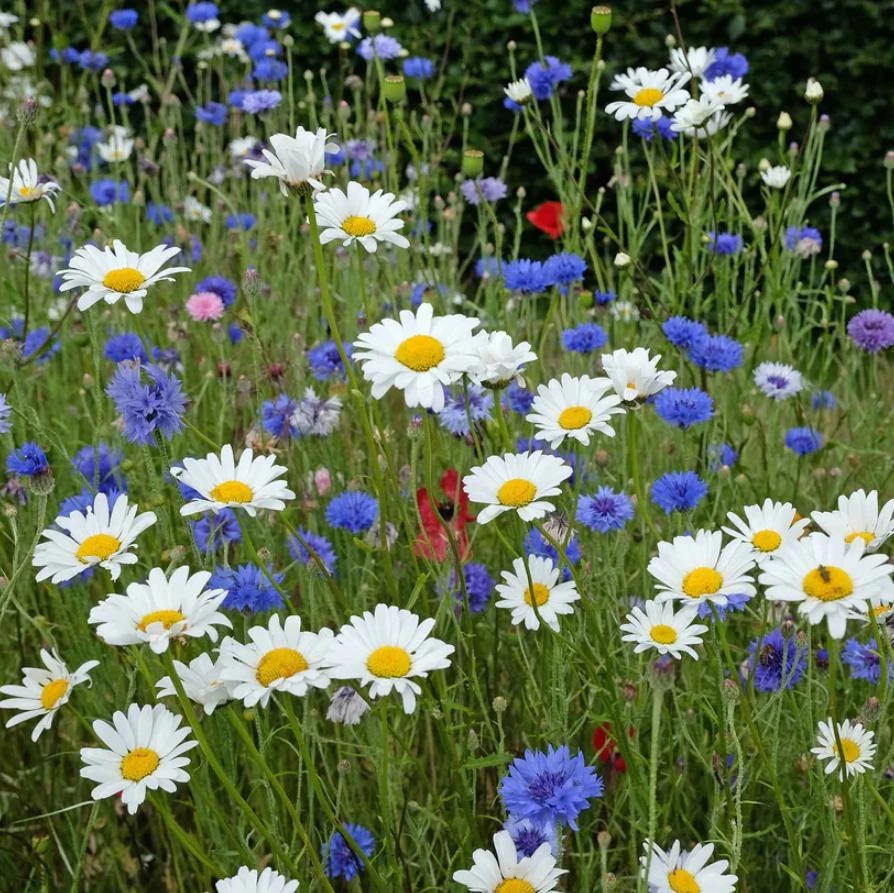 Set of 2 White Daisy Live Plants – Perennial Flowers for Pollinators – Outdoor - Image 4