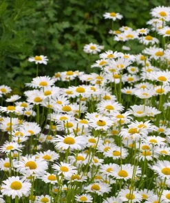 Set of 2 White Daisy Live Plants – Perennial Flowers for Pollinators – Outdoor - Image 5