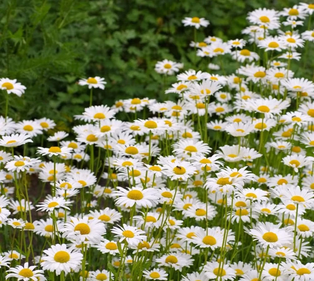 Set of 2 White Daisy Live Plants – Perennial Flowers for Pollinators – Outdoor - Image 5
