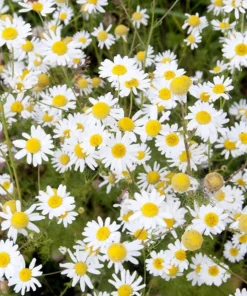 Set of 2 White Daisy Live Plants – Perennial Flowers for Pollinators – Outdoor - Image 7