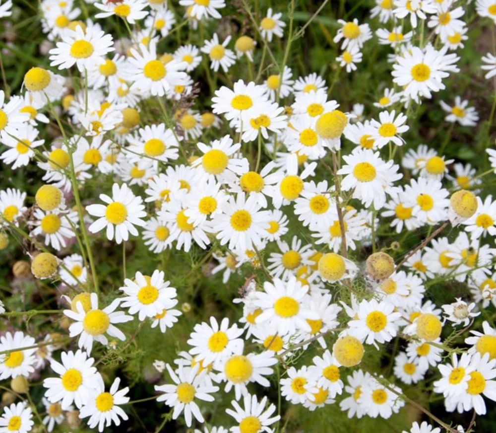 Set of 2 White Daisy Live Plants – Perennial Flowers for Pollinators – Outdoor - Image 7