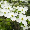 Set of 2 White Dogwood Live Plants, 6-12 Inch Tall, Quart Pot, Outdoor Ornamental Tree - Image 1