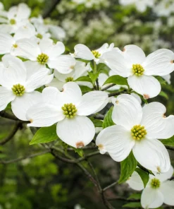 Set of 2 White Dogwood Live Plants, 6-12 Inch Tall, Quart Pot, Outdoor Ornamental Tree - Image 1