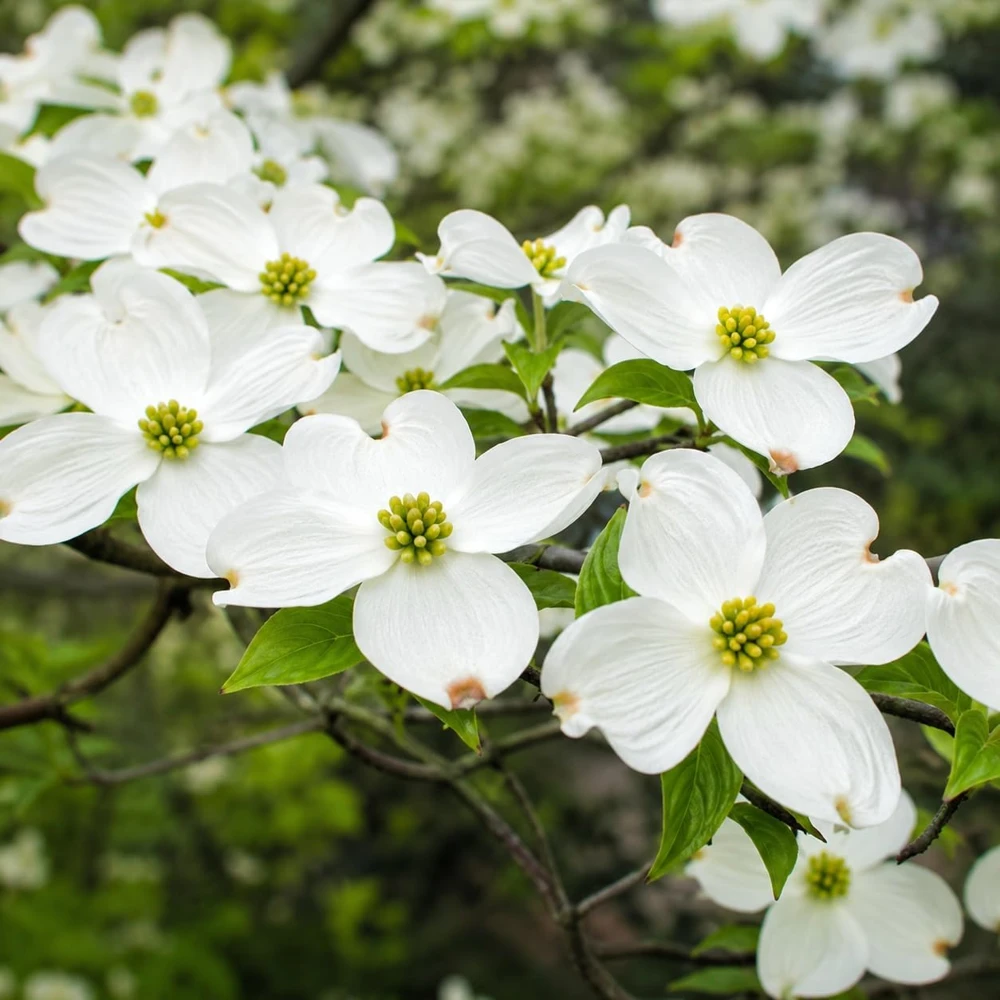 Set of 2 White Dogwood Live Plants, 6-12 Inch Tall, Quart Pot, Outdoor Ornamental Tree - Image 1