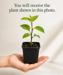 Set of 2 White Dogwood Live Plants, 6-12 Inch Tall, Quart Pot, Outdoor Ornamental Tree - Image 2