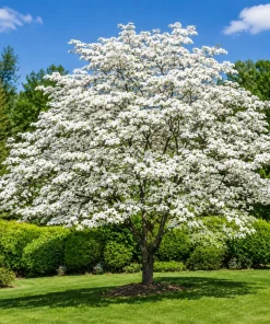 Set of 2 White Dogwood Live Plants, 6-12 Inch Tall, Quart Pot, Outdoor Ornamental Tree - Image 3