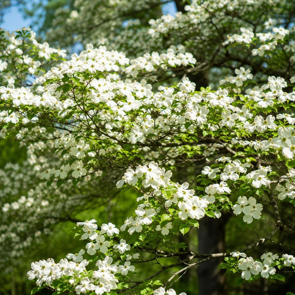 Set of 2 White Dogwood Live Plants, 6-12 Inch Tall, Quart Pot, Outdoor Ornamental Tree - Image 4