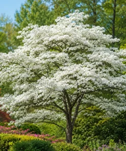 Set of 2 White Dogwood Live Plants, 6-12 Inch Tall, Quart Pot, Outdoor Ornamental Tree - Image 6