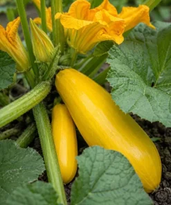 Set of 2 Yellow Summer Squash Live Plants - 4-6 Inch Zucchini Starter Seedlings for Garden - Image 2
