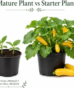 Set of 2 Yellow Summer Squash Live Plants - 4-6 Inch Zucchini Starter Seedlings for Garden - Image 7
