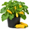 Set of 2 Yellow Summer Squash Live Plants - 4-6 Inch Zucchini Starter Seedlings for Garden - Image 1
