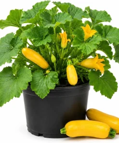 Set of 2 Yellow Summer Squash Live Plants - 4-6 Inch Zucchini Starter Seedlings for Garden - Image 1
