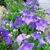 Set of 3 Fuji Blue Balloon Flower Bare Root Perennial, Platycodon grandiflorus 'Fuji Blue', Full Sun, Zones 3-6 - Image 1