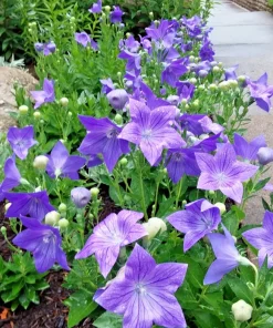 Set of 3 Fuji Blue Balloon Flower Bare Root Perennial, Platycodon grandiflorus 'Fuji Blue', Full Sun, Zones 3-6 - Image 1