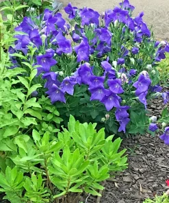 Set of 3 Fuji Blue Balloon Flower Bare Root Perennial, Platycodon grandiflorus 'Fuji Blue', Full Sun, Zones 3-6 - Image 2