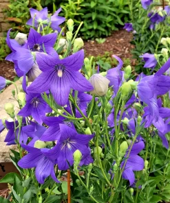 Set of 3 Fuji Blue Balloon Flower Bare Root Perennial, Platycodon grandiflorus 'Fuji Blue', Full Sun, Zones 3-6 - Image 3