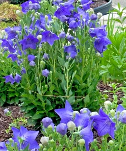 Set of 3 Fuji Blue Balloon Flower Bare Root Perennial, Platycodon grandiflorus 'Fuji Blue', Full Sun, Zones 3-6 - Image 4