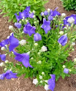 Set of 3 Fuji Blue Balloon Flower Bare Root Perennial, Platycodon grandiflorus 'Fuji Blue', Full Sun, Zones 3-6 - Image 5