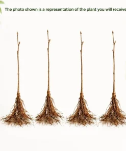 Set of 4 Apricot Trees Bare Root, 1-2 Ft Tall - Sweet Gold & Red Apricot Live Fruit Plants for Outdoor Garden - Image 3