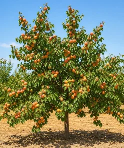 Set of 4 Apricot Trees Bare Root, 1-2 Ft Tall - Sweet Gold & Red Apricot Live Fruit Plants for Outdoor Garden - Image 5