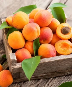 Set of 4 Apricot Trees Bare Root, 1-2 Ft Tall - Sweet Gold & Red Apricot Live Fruit Plants for Outdoor Garden - Image 6