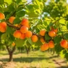 Set of 4 Apricot Trees Bare Root, 1-2 Ft Tall - Sweet Gold & Red Apricot Live Fruit Plants for Outdoor Garden - Image 1