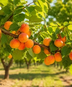 Set of 4 Apricot Trees Bare Root, 1-2 Ft Tall - Sweet Gold & Red Apricot Live Fruit Plants for Outdoor Garden - Image 1