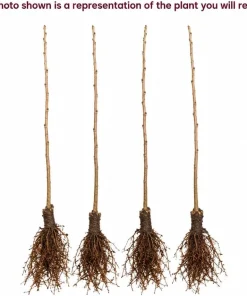 Set of 4 Black Cherry Live Trees, 1-2 ft Tall Bare Root Fruit Plants - Image 5