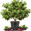 Set of 4 Black Cherry Live Trees, 1-2 ft Tall Bare Root Fruit Plants - Image 1