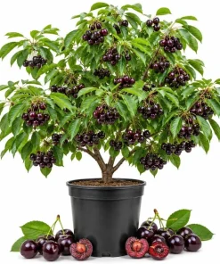 Set of 4 Black Cherry Live Trees, 1-2 ft Tall Bare Root Fruit Plants - Image 1