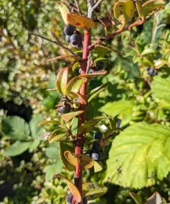 Set of 4 Huckleberry Live Plants – Vaccinium ovatum – 3-7
