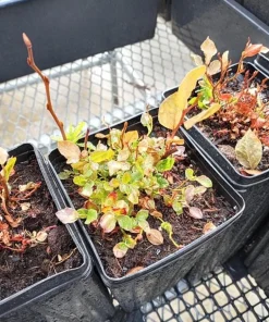 Set of 4 Huckleberry Live Plants – Vaccinium ovatum – 3-7