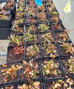 Set of 4 Huckleberry Live Plants – Vaccinium ovatum – 3-7