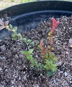 Set of 4 Huckleberry Live Plants – Vaccinium ovatum – 3-7