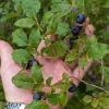 Set of 4 Huckleberry Live Plants – Vaccinium ovatum – 3-7" Tall – 3" Pots – Edible Berries - Image 1