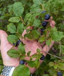 Set of 4 Huckleberry Live Plants – Vaccinium ovatum – 3-7