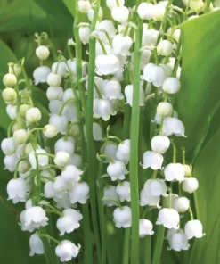 Set of 6 Lily of the Valley Bulbs for Planting – Fragrant White Perennial Flowers, Shade Loving - Image 2