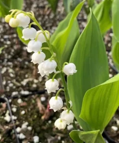 Set of 6 Lily of the Valley Bulbs for Planting – Fragrant White Perennial Flowers, Shade Loving - Image 6
