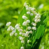 Set of 6 Lily of the Valley Bulbs for Planting – Fragrant White Perennial Flowers, Shade Loving - Image 1