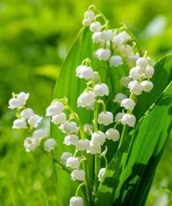 Set of 6 Lily of the Valley Bulbs for Planting – Fragrant White Perennial Flowers, Shade Loving - Image 1