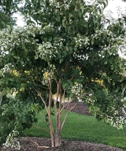 Seven-Son Flower Live Plant - Temple of Bloom Heptacodium - 4 inch Pot - Outdoor Shrub - Image 2