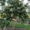 Seven-Son Flower Live Plant - Temple of Bloom Heptacodium - 4 inch Pot - Outdoor Shrub - Image 1