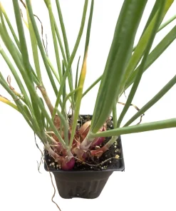 Shallot Live Plant – Mild Onion Flavor – 3 Inch Pot – Outdoor Vegetable - Image 2