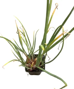 Shallot Live Plant – Mild Onion Flavor – 3 Inch Pot – Outdoor Vegetable - Image 3