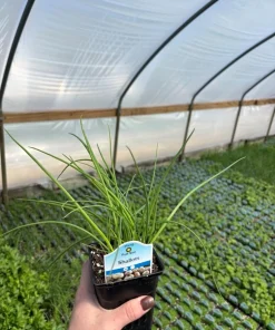 Shallot Live Plant – Mild Onion Flavor – 3 Inch Pot – Outdoor Vegetable - Image 4
