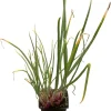 Shallot Live Plant – Mild Onion Flavor – 3 Inch Pot – Outdoor Vegetable - Image 1