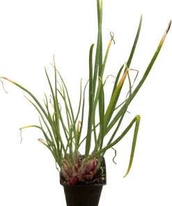 Shallot Live Plant – Mild Onion Flavor – 3 Inch Pot – Outdoor Vegetable - Image 1