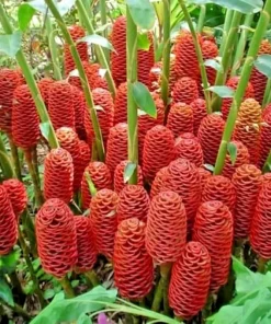 Shampoo Ginger Live Plant (Zingiber Zerumbet) 1 Plant – Pine Cone Ginger Tropical - Image 2