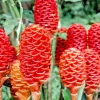 Shampoo Ginger Live Plant (Zingiber Zerumbet) 1 Plant – Pine Cone Ginger Tropical - Image 1