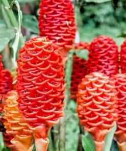 Shampoo Ginger Rhizomes - Zingiber Zerumbet Pine Cone Ginger Tropical Plant - Perennial, Easy Care - Image 1